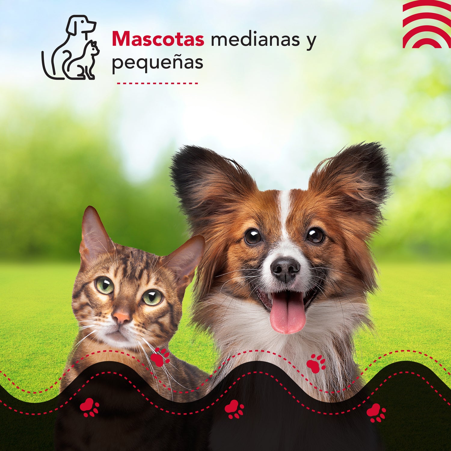 Dispensador comida eléctrico Thor Pet Auto-Feeder